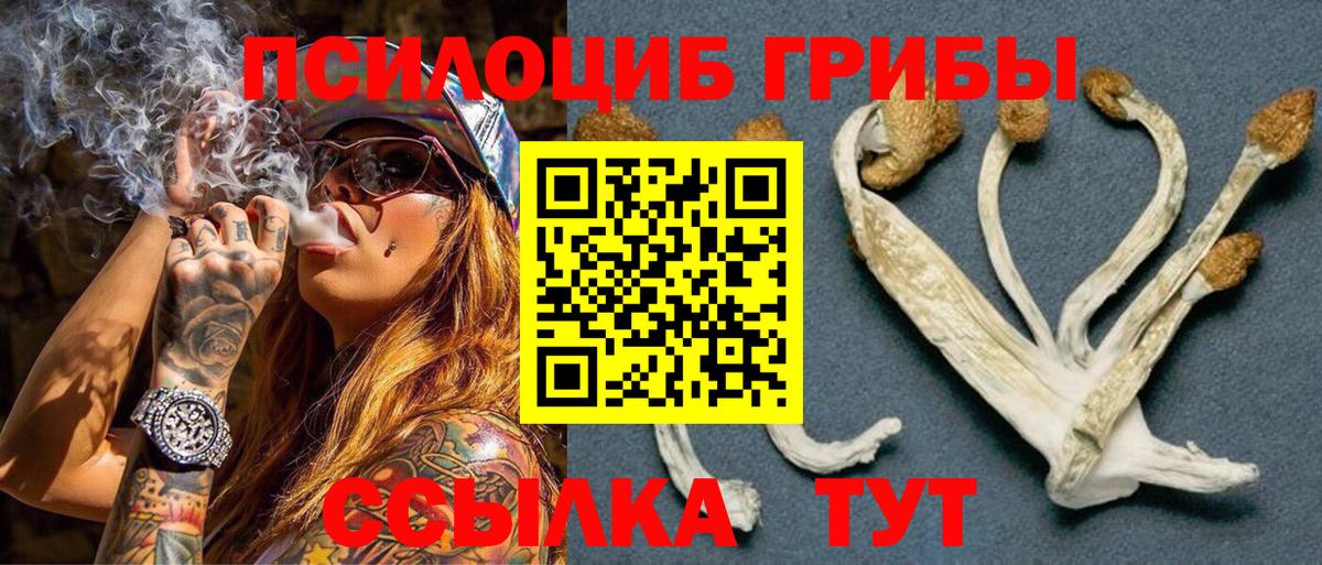 Псилоцибиновые грибы GOLDEN TEACHER  закладки  Новозыбков  Вход с VPN 